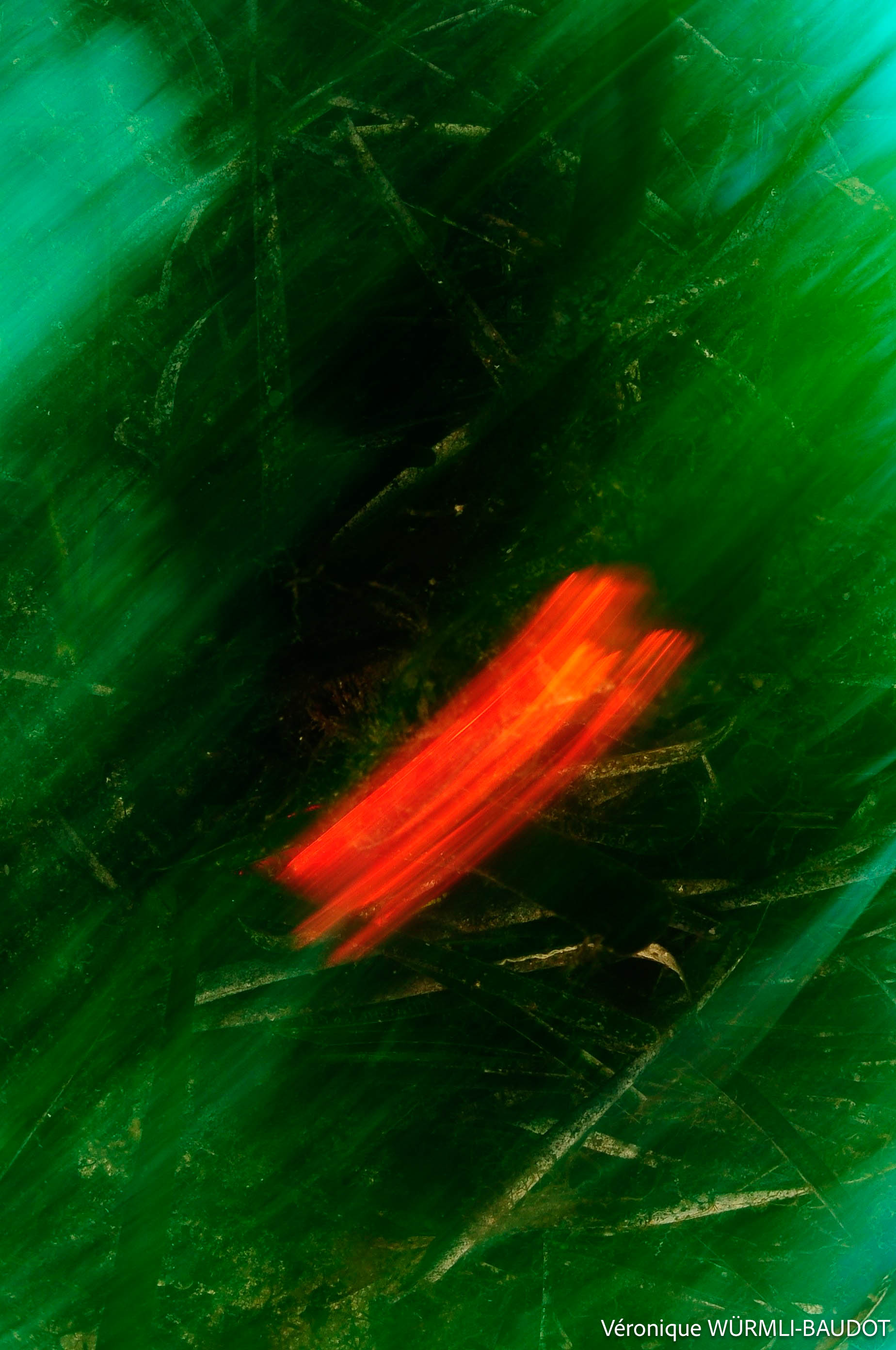 Posidonie (photo sous-marine)